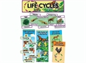 Picture of Life Cycles Display Set
