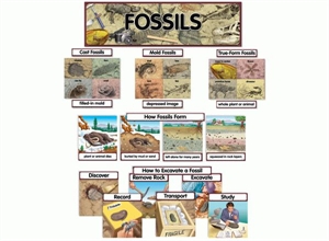 Picture of Fossils Display Set