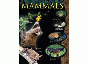 Picture of Mammals Learning Chart