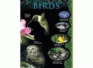 Picture of Birds Learning Chart