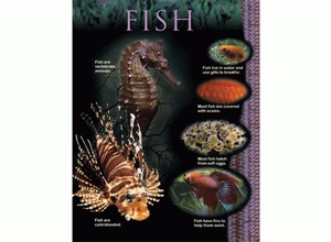 Picture of Fish Learning Chart