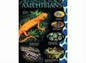 Picture of Amphibians Learning Chart