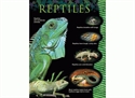 Picture of Reptiles Learning Chart