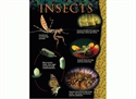 Picture of Insects Learning Chart