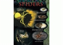 Picture of Spiders Learning Chart