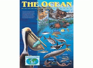 Picture of The Ocean Large Learning Chart