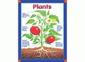 Picture of Plants Learning Chart