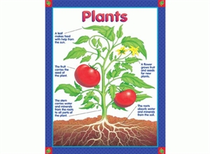 Picture of Plants Learning Chart