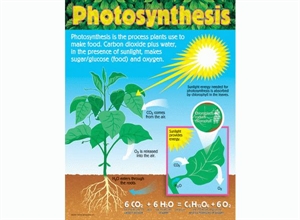 Picture of Photosynthesis Learning Chart