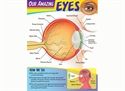 Picture of Eyes Learning Chart
