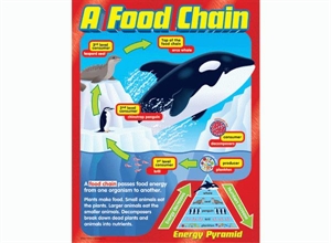 Picture of A Food Chain Learning Chart