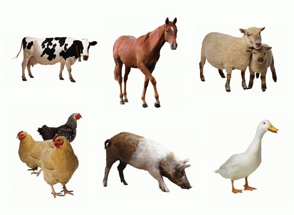Farm Animals Cut-outs