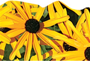 Picture of Black-Eyed Susans Discovery Border