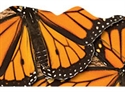 Picture of Monarch Butterflies Discovery Border