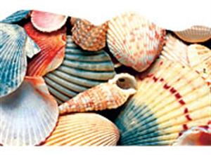 Picture of Sea Shell Discovery Border