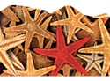 Picture of Starfish Discovery Border