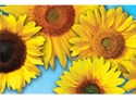 Picture of Sunflowers Photo Border