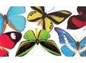 Picture of Butterflies and Moths Photo Border