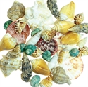 Picture of Bucket of Shells