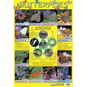 Picture of Butterflies Learning Chart