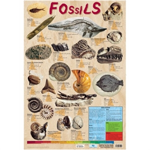 Picture of Fossils Learning Chart