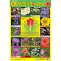 Picture of Wild Flowers Learning Chart