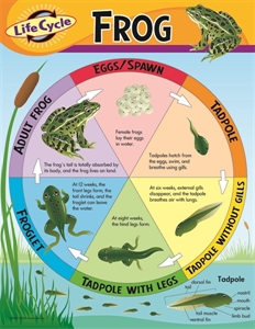 Picture of Life Cycle of a Frog Learning Chart